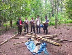 Grebek Sabung Ayam di Bulukumpa, Polisi Bakar Arena dan Amankan Ayam Aduan.