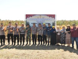 Kapolres Bulukumba Ikut Panen Jagung Serentak di Kecamatan Gantarang