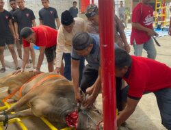 Sat Brimob Polda Sulsel Korbankan 169 Sapi dan Tiga Kambing