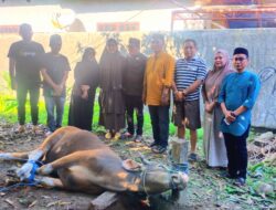 Pimpinan dan Karyawan KSP Berkat Sembelih 4 Ekor Sapi Qurban