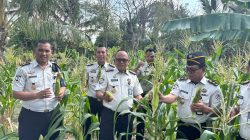 Meski Musim Kemarau, Lapas Bulukumba Manfaatkan Lahan dan Berhasil Panen Jagung 