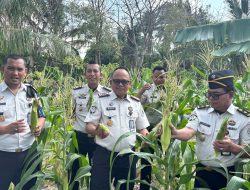 Meski Musim Kemarau, Lapas Bulukumba Manfaatkan Lahan dan Berhasil Panen Jagung 